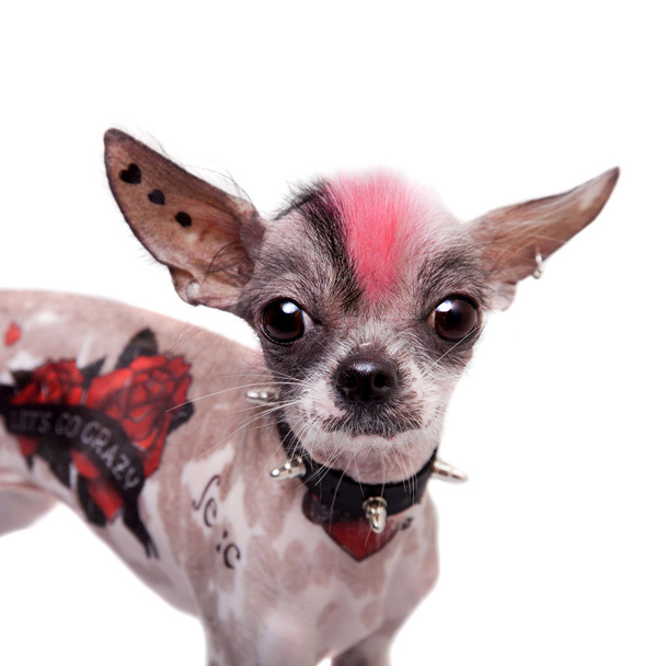 Punk-Stil peruanischen haarlosen und Chihuahua-Mix Hund mit Tätowierung und Piercing auf weiß - Foto, Bild