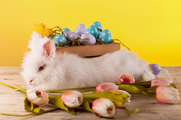 Кролик, разноцветные пасхальные яйца и тюльпаны
 - Фото, изображение