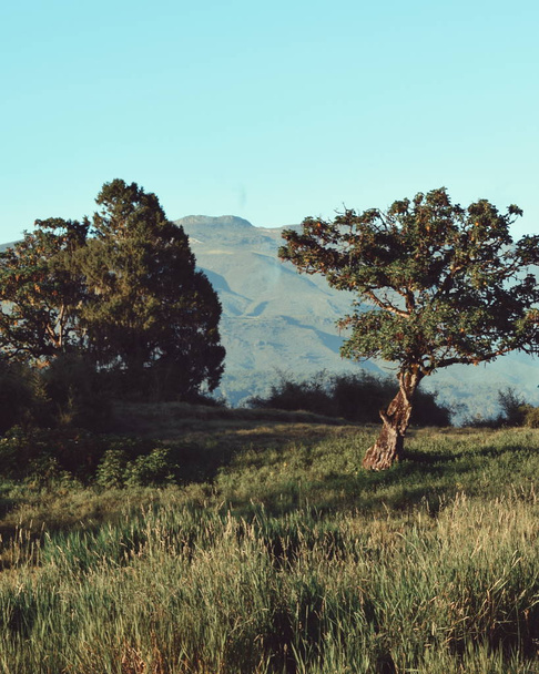 Висотно болотиста місцевість на фоні гори, Гора Кенія - Фото, зображення