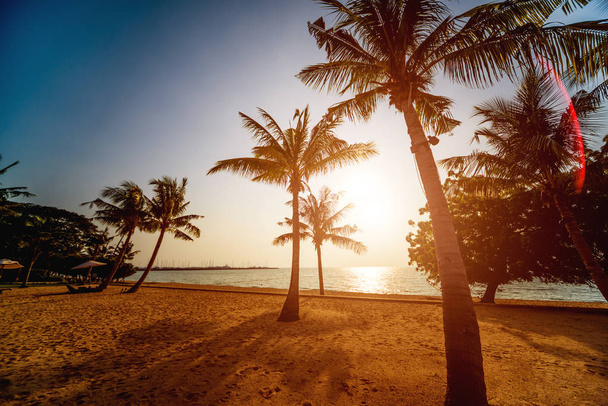 Beautiful tropical beach with palm trees. Sunrises and sunsets. Ocean. Background - Фото, зображення