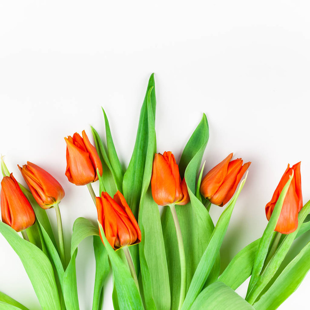 Rode tulpen bloemen op witte achtergrond - Foto, afbeelding