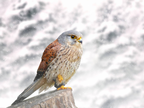 Torenvalk Falco tinnunculus in de besneeuwde bergen. Het sneeuwt.. - Foto, afbeelding