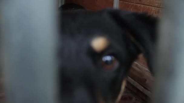 Honden in de dierenasiel, honden in de behuizing voor honden - Video