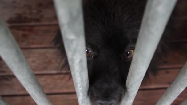 Σκύλοι στο καταφύγιο ζώων, σκύλοι στην περίφραξη για σκύλους - Πλάνα, βίντεο
