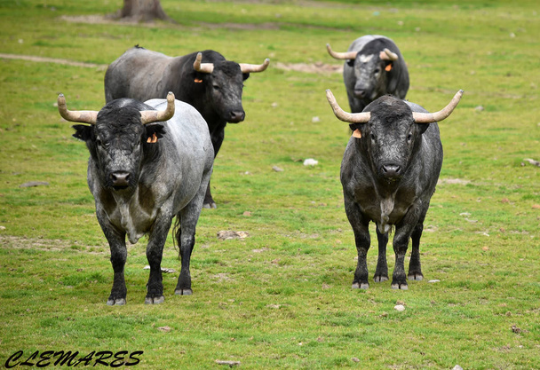 bulls in the spanish field - Photo, Image