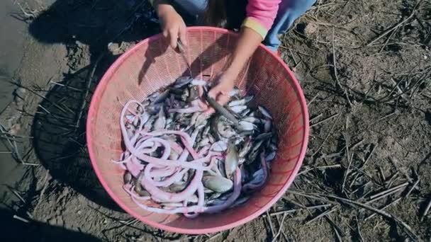 Νερό φίδια με ψάρια που αλιεύονται στη λίμνη και συσσωρεύονται επάνω σε ένα πλαστικό κουβά - Πλάνα, βίντεο