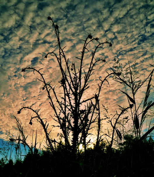 силует колючої рослини проти заходу сонця і хмар
 - Фото, зображення