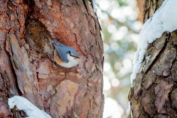 hungry wild bird nuthatch on a tree in spring forest - Фото, изображение