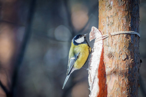 hungry wild bird titmouse on a tree in spring forest - Фото, изображение
