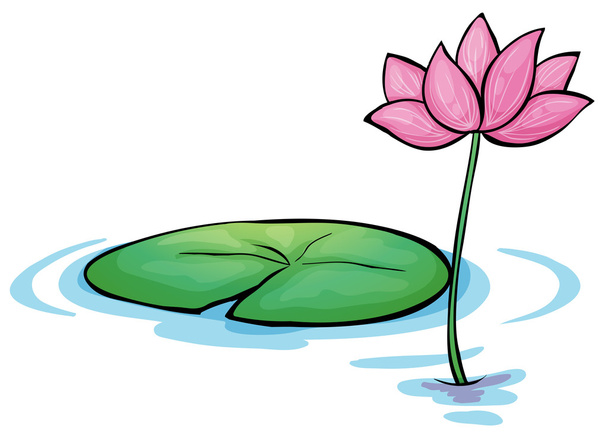 Vesilililjan kukka
 - Vektori, kuva