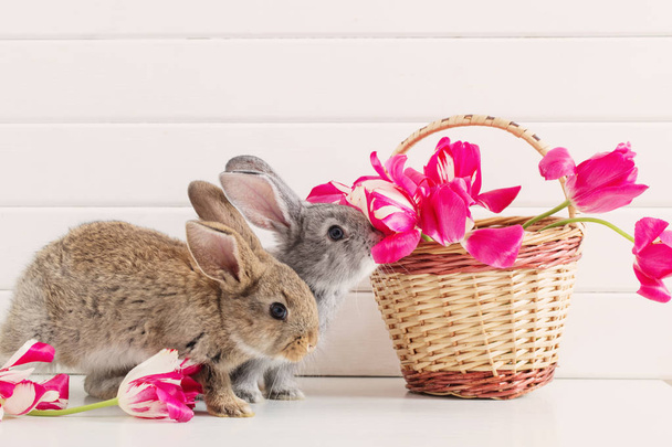 Bunnyes and pink tulips on white background - Foto, afbeelding