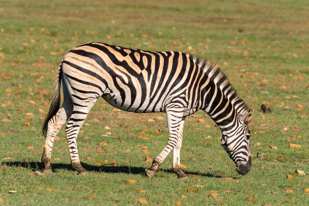 zebra, kráčející po kryté louka - Fotografie, Obrázek