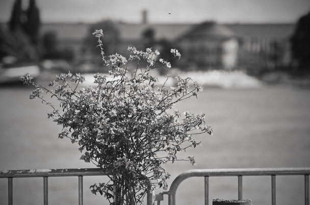 Çiçekler bir twon önünde - Fotoğraf, Görsel