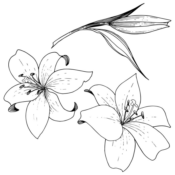 Vektorové Lily květinové botanické květin. Černá a bílá vyryto inkoust umění. Prvek ilustrace izolované lilie. - Vektor, obrázek
