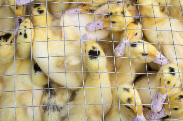 Rebaño de cría de patitos amarillos pájaros se agolpan en jaula
 - Foto, Imagen