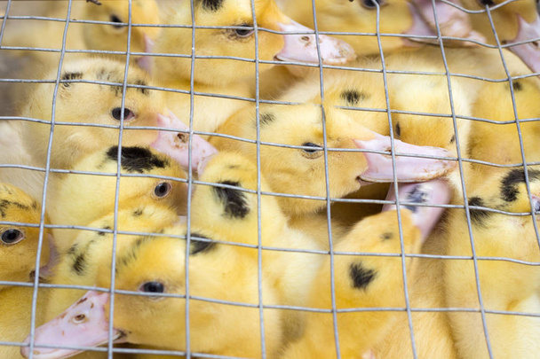 Schwarm gelber Küken drängt sich im Vogelkäfig - Foto, Bild