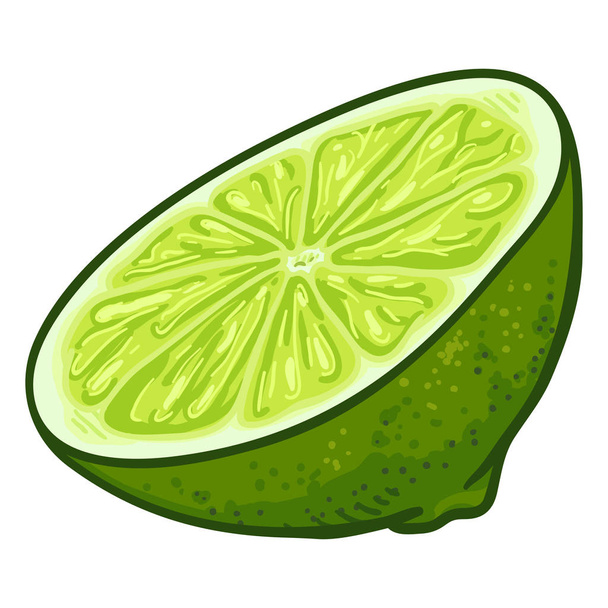 Vector Cartoon Half Cut of Lime Fruit - Vector, Image