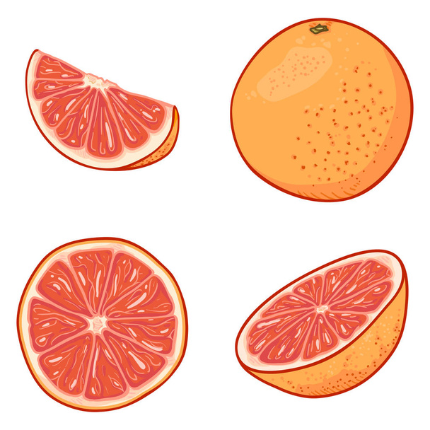 Vektor sadu Cartoon grapefruitů. - Vektor, obrázek