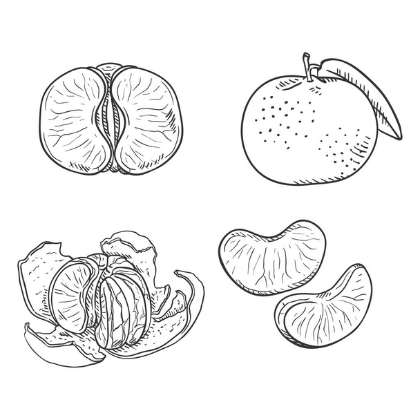 Vector conjunto de bocetos de mandarinas. Entero, pelado y cortado en rodajas
 - Vector, Imagen