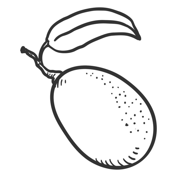 Esboço de vetor Kumquat Fruit
 - Vetor, Imagem
