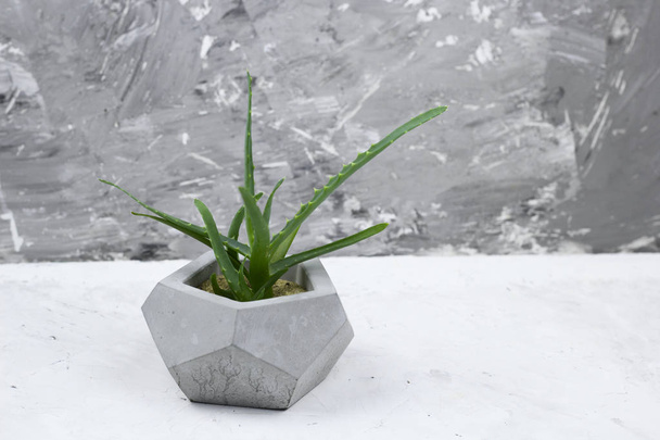 succulent concrete modern pot concrete wall for background - Fotografie, Obrázek