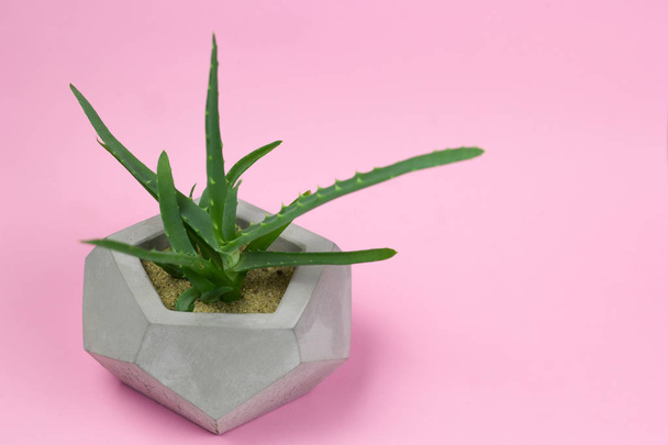 aloe vera succulent concrete pot bright background - Фото, изображение