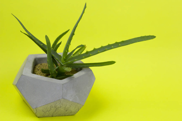 aloe vera succulent concrete pot bright background - Zdjęcie, obraz