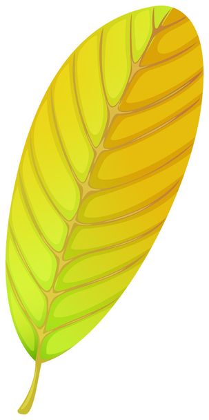 An elliptic leaf - Vector, Image