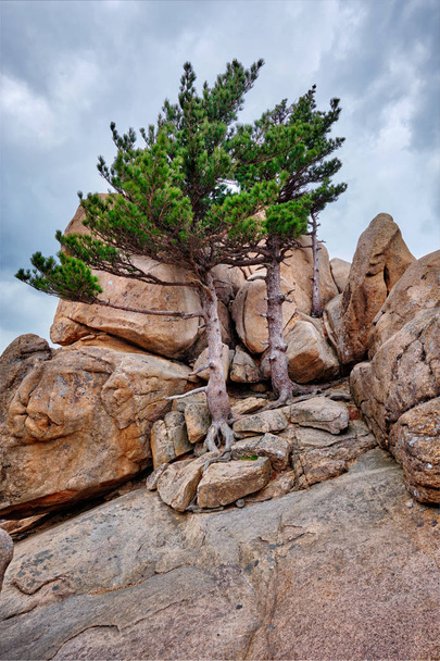 Rock s borovicemi v Seoraksan National Park, Jižní Korea - Fotografie, Obrázek