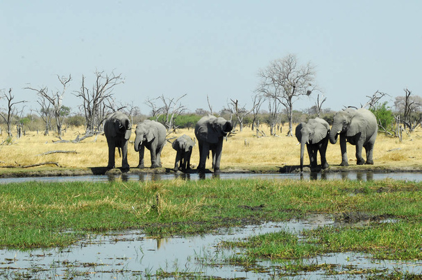 Elefanten im Okavango - Foto, Bild