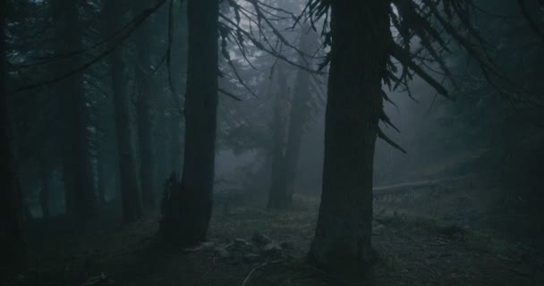 finstere Kiefernwälder mit geschwungenen Wurzeln und hohen Bäumen in den Karpaten - Filmmaterial, Video