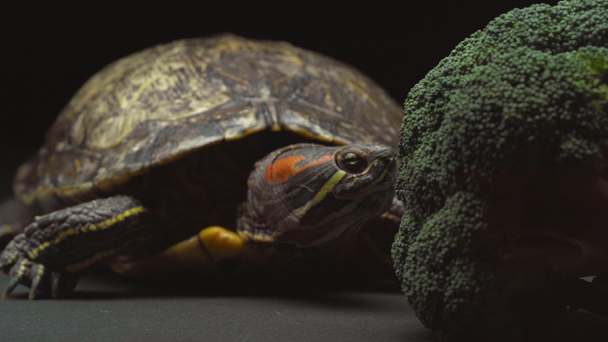 Zbliżenie żółwia ruchu w pobliżu zielone brokuły na czarnym tle - Materiał filmowy, wideo