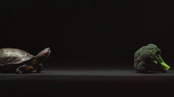 mozgó szemben egész zöld brokkoli elszigetelt fekete teknős - Felvétel, videó