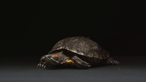 turtle moving on table and crawling ahead on black background - Footage, Video