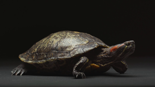 turtle moving on table and crawling isolated on black - Footage, Video