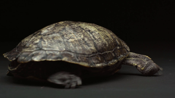 tortuga en la mesa arrastrándose hacia atrás aislado en negro
 - Metraje, vídeo