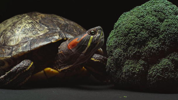close up view of turtle moving near broccoli isolated on black - Footage, Video