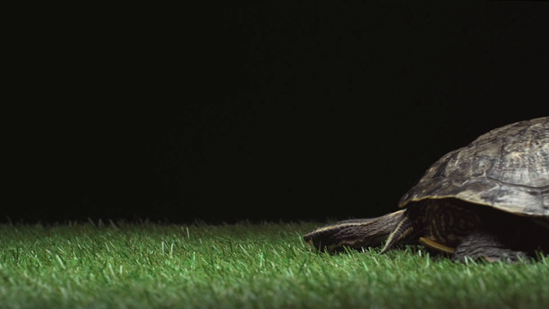 Schildkröte kriecht seitlich auf grünem Gras isoliert auf schwarzem Grund - Filmmaterial, Video