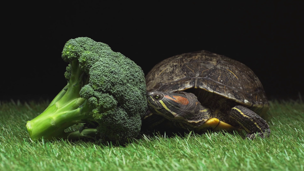 Żółw ruchu w pobliżu zielone brokuły na czarnym tle - Materiał filmowy, wideo