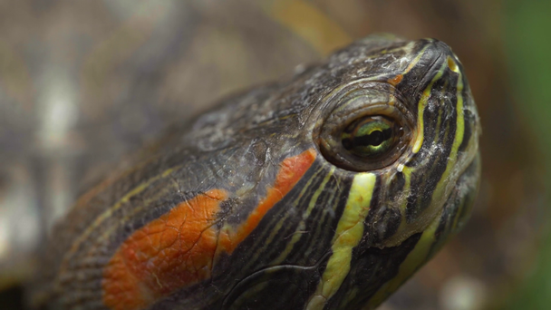close up view of moving and blinking turtle on blurred background - Footage, Video
