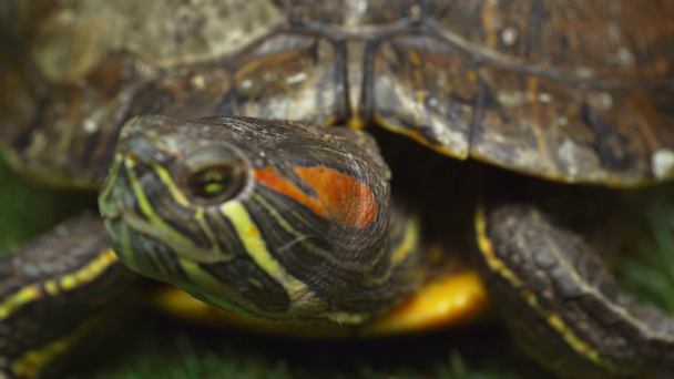 selective focus of moving turtle on blurred background - Footage, Video