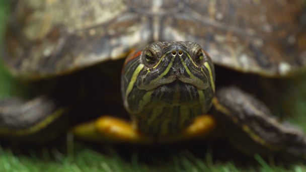 lähikuva vilkkuva ja liikkuva kilpikonna vihreällä ruoholla
 - Materiaali, video