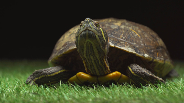 turtle blinking on green grass isolated on black - Footage, Video