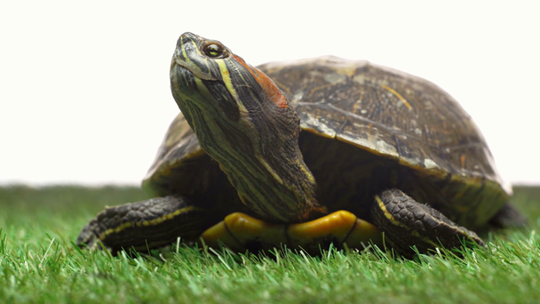 Schildkröte bewegt sich auf grünem Gras und weißem Hintergrund - Filmmaterial, Video