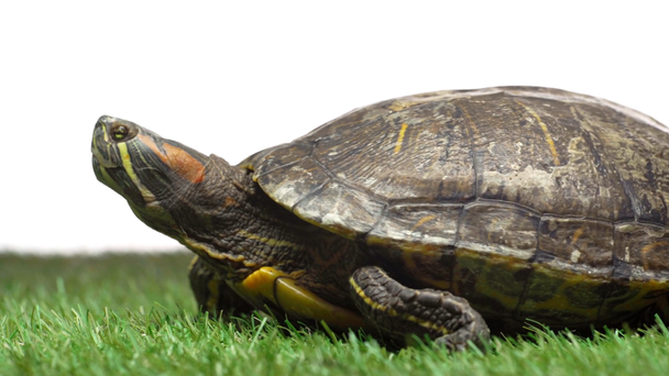 Schildkröte bewegt sich und kriecht auf grünem Gras auf weißem Hintergrund - Filmmaterial, Video
