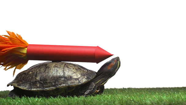 χελώνας κινείται για την πράσινη χλόη με χάρτινου πυραύλου στο κοχύλι που απομονώνονται σε λευκό - Πλάνα, βίντεο