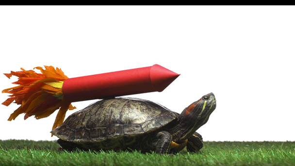χελώνας κινείται για την πράσινη χλόη με κόκκινο χάρτινου πυραύλου στο κοχύλι που απομονώνονται σε λευκό - Πλάνα, βίντεο