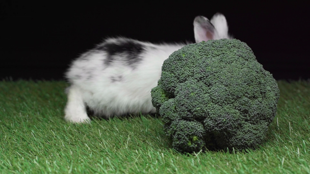 roztomilý králík s černými skvrnami, chůze po trávě u brokolice izolované na černém - Záběry, video