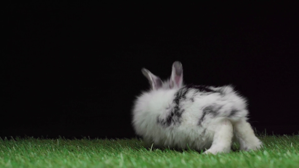 schattig konijn met zwarte stippen lopen op gras geïsoleerd op zwart - Video