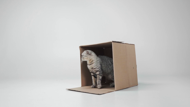 γκρι γάτα κάθεται, γλείφει και να βγαίνει από το κουτί από χαρτόνι σε λευκό φόντο - Πλάνα, βίντεο